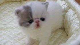 狗仔爆料加菲视频播放,加菲猫萌态视频走红网络 第1张 狗仔爆料加菲视频播放,加菲猫萌态视频走红网络 第1张